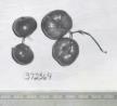 Click for 1 image(s) for this accession. FRUIT